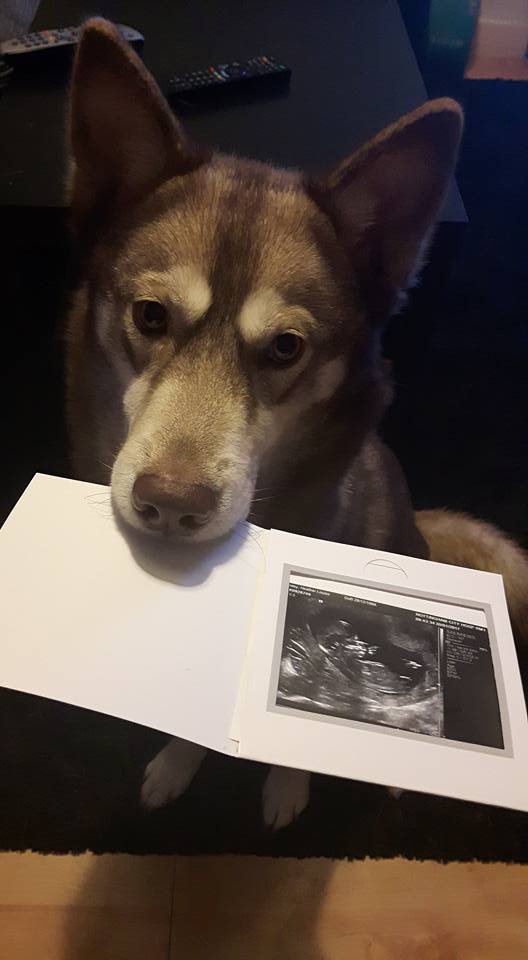 Husky Ultrasound