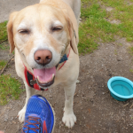 Labrador running partner